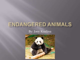 Endangered Animals By: Joey Kozlina 