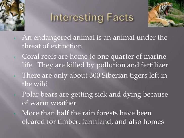 kozlina-endangered-animals