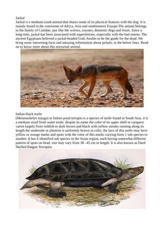 Endangered animals of india | PDF