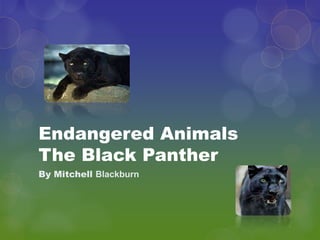 Endangered Animals
The Black Panther
By Mitchell Blackburn
 