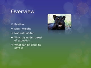 Endangered animals panther