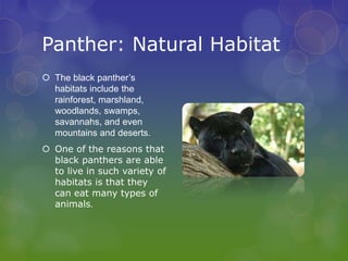 Endangered animals panther