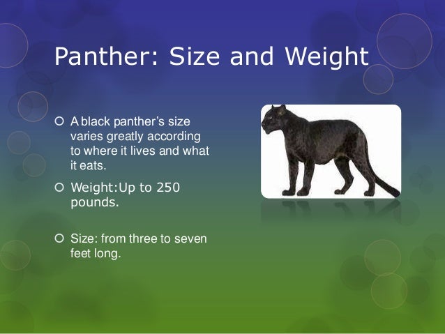 Black Panther Natural Habitat Black Panther Natural Habitat