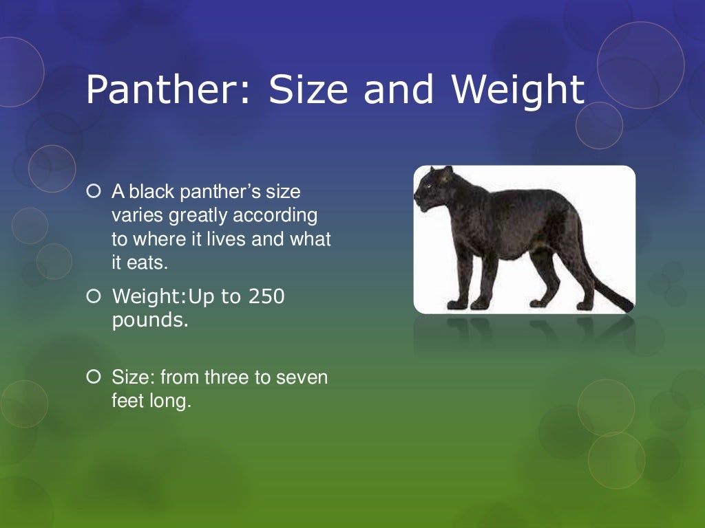 Black Panther Animal Facts Facts About Black Panthers The Animal