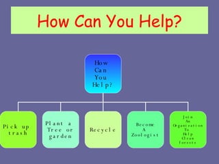 How Can You Help? How  Can  You  Help? Pick up  trash Plant a  Tree or garden Recycle Become A  Zoologist Join An Organization To  Help Clean forests 