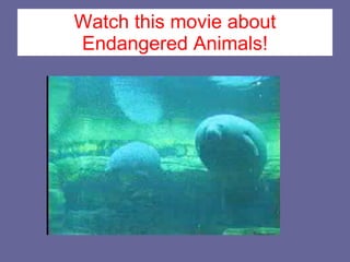 Watch this movie about Endangered Animals! 