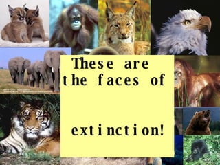 These are  the faces of  extinction!  