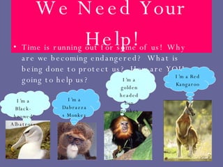 We Need Your Help! Time is running out for some of us!  Why are we becoming endangered?  What is being done to protect us?  How are YOU going to help us? I’m a Black-browed Albatross I’m a Dabrazzas Monkey I’m a golden headed lion monkey I’m a Red Kangaroo 