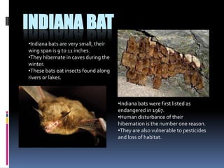 Poaching is declining their population.HummingbirdsHummingbirds are known for their colorful feathers.