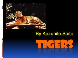 TIGERS
By Kazuhito Saito
 