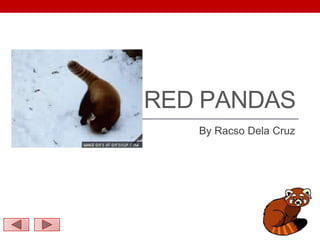 RED PANDAS
By Racso Dela Cruz
 