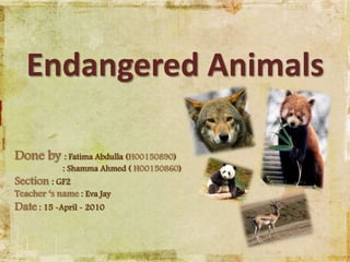Endangered Animals Done by : Fatima Abdulla (H00150890)              : Shamma Ahmed ( H00150860) Section : GF2 Teacher ‘s name : Eva Jay Date: 15 -April - 2010 