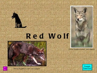 Red Wolf Click on the photo to start  your research Click on the photo to start  your research Example PowerPoint 