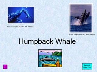 Humpback Whale Click on the photo to start  your research Click on the photo to start  your research Example PowerPoint 