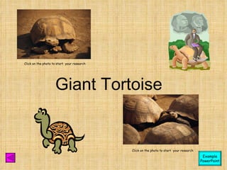 Giant Tortoise Click on the photo to start  your research Click on the photo to start  your research Example PowerPoint 