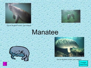 Manatee Click on the photo to start  your research Click on the photo to start  your research Example PowerPoint 