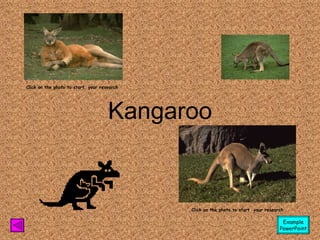 Kangaroo Click on the photo to start  your research Click on the photo to start  your research Example PowerPoint 