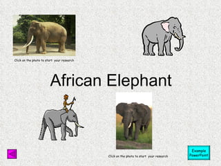 African Elephant Click on the photo to start  your research Click on the photo to start  your research Example PowerPoint 
