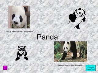 Panda Click on the photo to start  your research Click on the photo to start  your research Example PowerPoint             