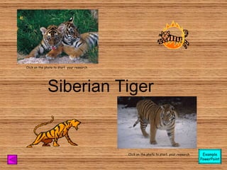 Siberian Tiger Click on the photo to start  your research Click on the photo to start  your research Example PowerPoint 