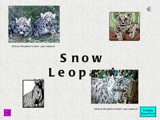Snow Leopard Click on the photo to start  your research Click on the photo to start  your research Example PowerPoint                                                                                                                                           