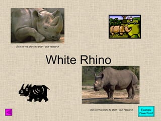 White Rhino Click on the photo to start  your research Click on the photo to start  your research Example PowerPoint 