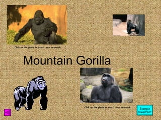 Mountain Gorilla Click on the photo to start  your research Click on the photo to start  your research Example PowerPoint 