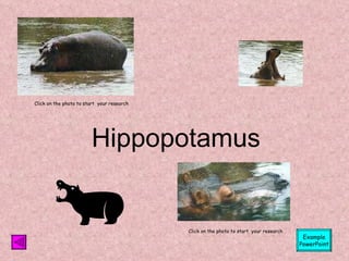 Hippopotamus Click on the photo to start  your research Click on the photo to start  your research Example PowerPoint 