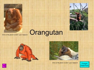 Orangutan Click on the photo to start  your research Click on the photo to start  your research Example PowerPoint 