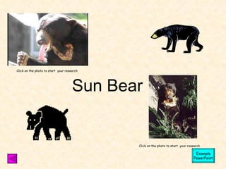 Sun Bear Click on the photo to start  your research Click on the photo to start  your research Example PowerPoint 