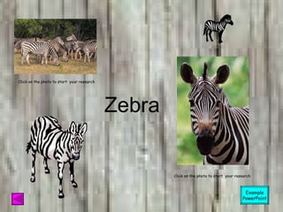 Zebra Click on the photo to start  your research Click on the photo to start  your research Example PowerPoint 