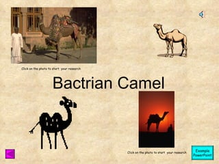 Bactrian Camel Click on the photo to start  your research Click on the photo to start  your research Example PowerPoint 
