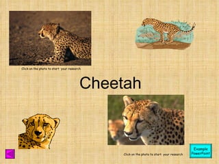 Cheetah Click on the photo to start  your research Click on the photo to start  your research Example PowerPoint 