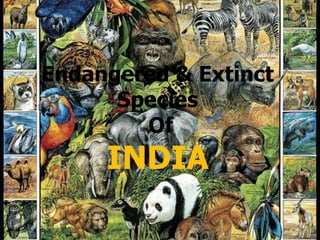 Endangered & Extinct
Species
Of
INDIA
 