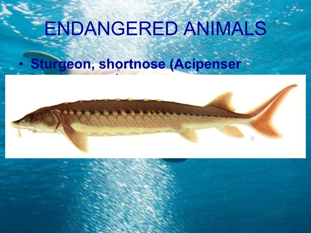 Endangered marine animals