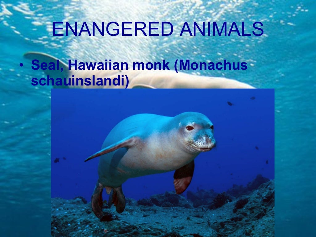 Endangered marine animals