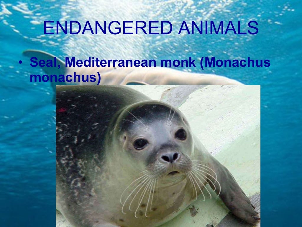 Endangered marine animals