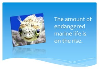 Endangered marine life  allie carlson