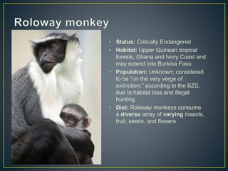 • Status: Critically Endangered
• Habitat: Upper Guinean tropical
forests, Ghana and Ivory Coast and
may extend into Burkina Faso
• Population: Unknown; considered
to be "on the very verge of
extinction," according to the BZS,
due to habitat loss and illegal
hunting.
• Diet: Roloway monkeys consume
a diverse array of varying insects,
fruit, seeds, and flowers
 