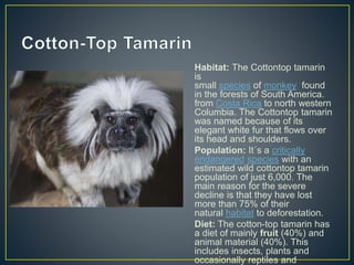 Habitat: The Cottontop tamarin
is
small species of monkey found
in the forests of South America.
from Costa Rica to north western
Columbia. The Cottontop tamarin
was named because of its
elegant white fur that flows over
its head and shoulders.
Population: It´s a critically
endangered species with an
estimated wild cottontop tamarin
population of just 6,000. The
main reason for the severe
decline is that they have lost
more than 75% of their
natural habitat to deforestation.
Diet: The cotton-top tamarin has
a diet of mainly fruit (40%) and
animal material (40%). This
includes insects, plants and
occasionally reptiles and
 