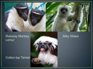 Roloway Monkey Silky Sifaka
Lemur
Cotton-top Tamarin
 