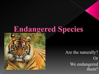 Endangered Species Are the naturally? Or We endangered them? 