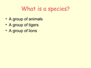 What is a species? A group of animals A group of tigers A group of lions 