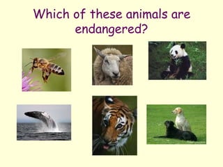 Which of these animals are endangered? 