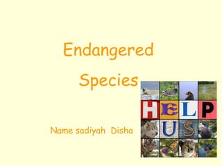 Endangered Species Name sadiyah  Disha 