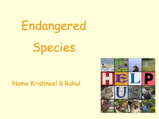 Endangered
      Species

Name Krishneel & Rahul
 