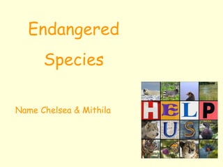 Endangered Species Name Chelsea & Mithila 