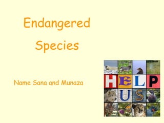 Endangered Species Name Sana and Munaza 
