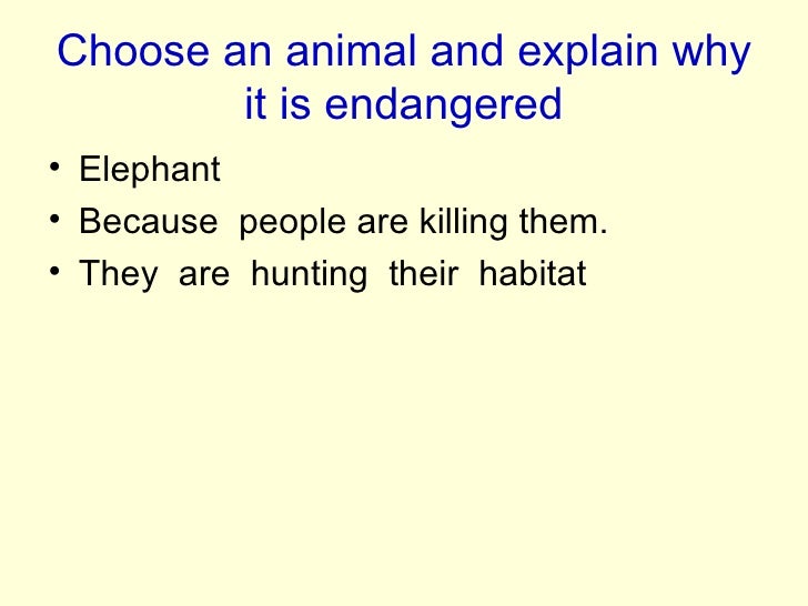 endangered species what is killing them essay Find essay examples endangered species and the law that governs them the term ‘endangered species’ refers to a endangered species under the endangered. endangered species what is killing them essay Find essay examples endangered species and the law that governs them the term ‘endangered species’ refers to a endangered species under the endangered.