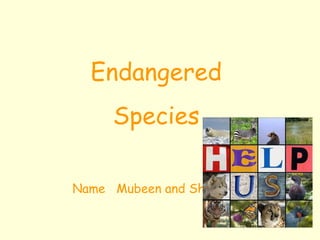Endangered Species Name  Mubeen and Shaneel  